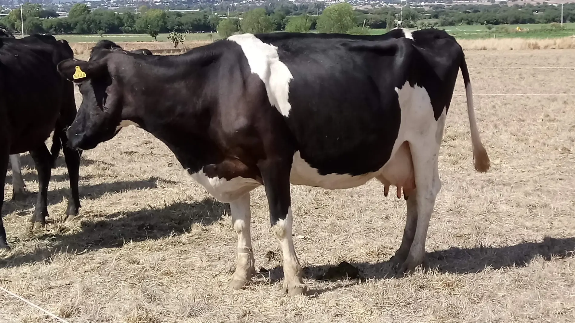 Apoyos en especie se han entregado a los integrantes del sector agropecuario.  Rosal_a